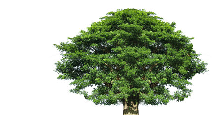 A cut-out of tree top leaves on a white background with clipping paths. The detailed structure and lush foliage are highlighted, emphasizing the tree's natural beauty and form.の写真素材
