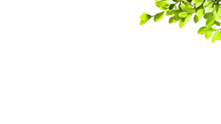 A cut-out of tree top leaves on a white background with clipping paths. The detailed structure and lush foliage are highlighted, emphasizing the tree's natural beauty and form.の写真素材