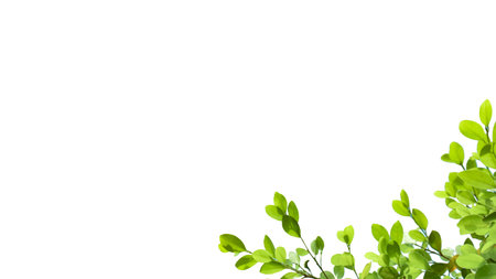 A cut-out of tree top leaves on a white background with clipping paths. The detailed structure and lush foliage are highlighted, emphasizing the tree's natural beauty and form.の写真素材