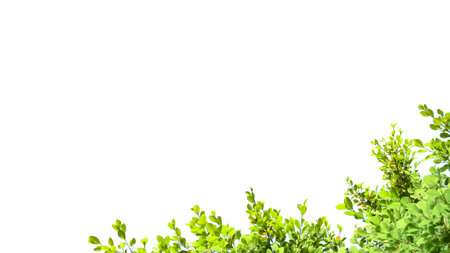 A cut-out of tree top leaves on a white background with clipping paths. The detailed structure and lush foliage are highlighted, emphasizing the tree's natural beauty and form.の写真素材