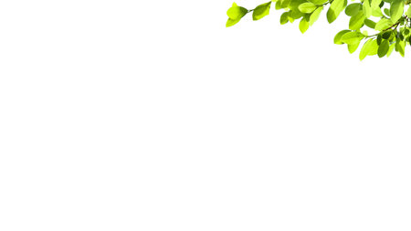 A cut-out of tree top leaves on a white background with clipping paths. The detailed structure and lush foliage are highlighted, emphasizing the tree's natural beauty and form.の写真素材
