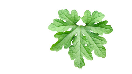 A precisely cut-out bitter gourd leaf with clear clipping paths, isolated on a clean white background, ready for design use.の写真素材