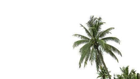 A cut-out of coconut tree on a white background with clipping paths. The detailed structure and lush foliage are highlighted, emphasizing the tree's natural beauty and form.の写真素材