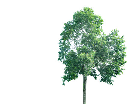 A cut-out of tree top leaves on a white background with clipping paths. The detailed structure and lush foliage are highlighted, emphasizing the tree's natural beauty and form.の写真素材