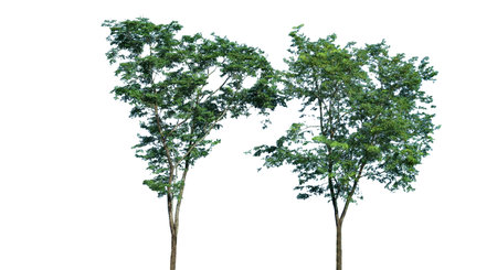 A cut-out of tree top leaves on a white background with clipping paths. The detailed structure and lush foliage are highlighted, emphasizing the tree's natural beauty and form.の写真素材