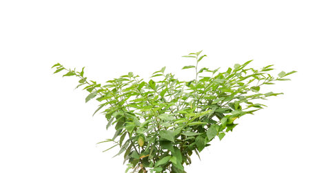 Cut out image of a weed plant with carefully crafted clipping paths, positioned on a crisp white background, emphasizing the intricate details of the plant for flawless use in design work.の写真素材