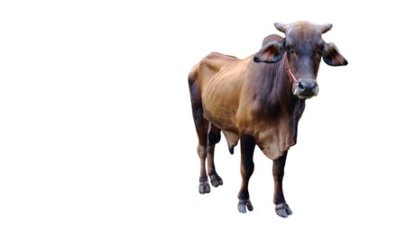 Cut out image of cow with precise clipping paths, set against a clean white background, showcasing every detail and contour of the animal for seamless integration into various designs.の写真素材