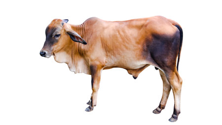 Cut out image of cow with precise clipping paths, set against a clean white background, showcasing every detail and contour of the animal for seamless integration into various designs.の写真素材