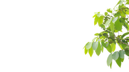 A cut-out of a tree top on a white background with clipping paths. The detailed structure and lush foliage are highlighted, emphasizing the tree's natural beauty and form.の写真素材