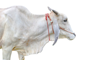 Cut out image of cow with precise clipping paths, set against a clean white background, showcasing every detail and contour of the animal for seamless integration into various designs.の写真素材