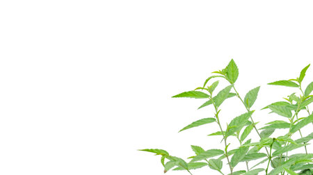 Cut out image of a weed plant with carefully crafted clipping paths, positioned on a crisp white background, emphasizing the intricate details of the plant for flawless use in design work.の写真素材