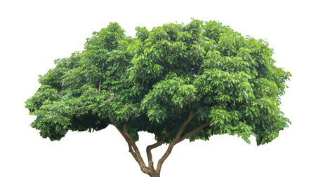 A cut-out of a tree top on a white background with clipping paths. The detailed structure and lush foliage are highlighted, emphasizing the tree's natural beauty and form.の写真素材