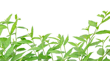 Cut out image of a weed plant with carefully crafted clipping paths, positioned on a crisp white background, emphasizing the intricate details of the plant for flawless use in design work.の写真素材