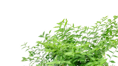 Cut out image of a weed plant with carefully crafted clipping paths, positioned on a crisp white background, emphasizing the intricate details of the plant for flawless use in design work.の写真素材