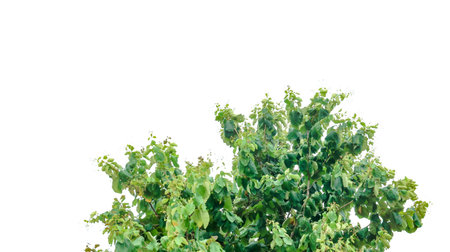 A cut-out of a tree top on a white background with clipping paths. The detailed structure and lush foliage are highlighted, emphasizing the tree's natural beauty and form.の写真素材