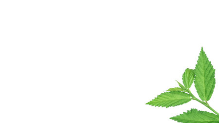 Cut out image of a weed plant with carefully crafted clipping paths, positioned on a crisp white background, emphasizing the intricate details of the plant for flawless use in design work.の写真素材