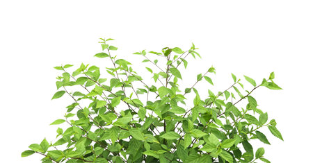 Cut out image of a weed plant with carefully crafted clipping paths, positioned on a crisp white background, emphasizing the intricate details of the plant for flawless use in design work.の写真素材
