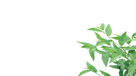 Cut out image of a weed plant with carefully crafted clipping paths, positioned on a crisp white background, emphasizing the intricate details of the plant for flawless use in design work.の写真素材