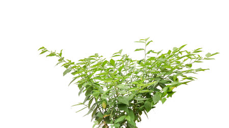 Cut out image of a weed plant with carefully crafted clipping paths, positioned on a crisp white background, emphasizing the intricate details of the plant for flawless use in design work.の写真素材