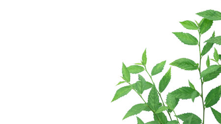 Cut out image of a weed plant with carefully crafted clipping paths, positioned on a crisp white background, emphasizing the intricate details of the plant for flawless use in design work.の写真素材