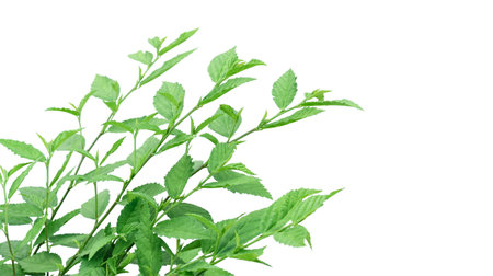 Cut out image of a weed plant with carefully crafted clipping paths, positioned on a crisp white background, emphasizing the intricate details of the plant for flawless use in design work.の写真素材