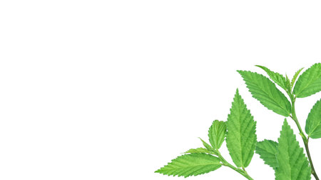 Cut out image of a weed plant with carefully crafted clipping paths, positioned on a crisp white background, emphasizing the intricate details of the plant for flawless use in design work.の写真素材