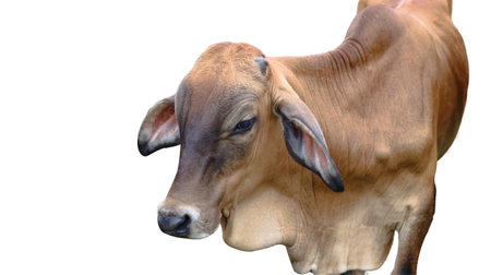Cut out image of cow with precise clipping paths, set against a clean white background, showcasing every detail and contour of the animal for seamless integration into various designs.の写真素材