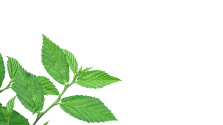 Cut out image of a weed plant with carefully crafted clipping paths, positioned on a crisp white background, emphasizing the intricate details of the plant for flawless use in design work.の写真素材