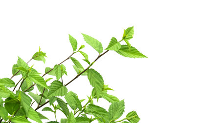 Cut out image of a weed plant with carefully crafted clipping paths, positioned on a crisp white background, emphasizing the intricate details of the plant for flawless use in design work.の写真素材