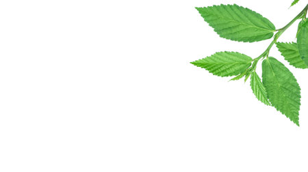 Cut out image of a weed plant with carefully crafted clipping paths, positioned on a crisp white background, emphasizing the intricate details of the plant for flawless use in design work.の写真素材