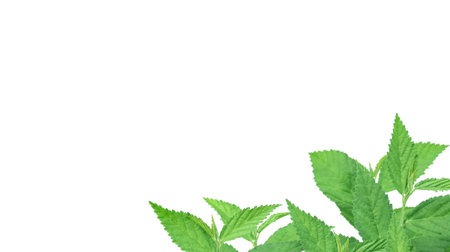 Cut out image of a weed plant with carefully crafted clipping paths, positioned on a crisp white background, emphasizing the intricate details of the plant for flawless use in design work.の写真素材