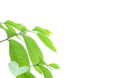A cut-out of a tree top on a white background with clipping paths. The detailed structure and lush foliage are highlighted, emphasizing the tree's natural beauty and form.の写真素材
