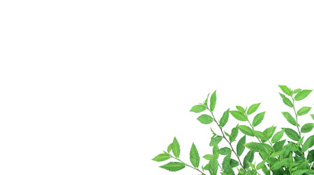 Cut out image of a weed plant with carefully crafted clipping paths, positioned on a crisp white background, emphasizing the intricate details of the plant for flawless use in design work.の写真素材
