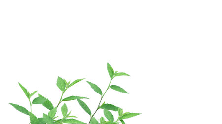 Cut out image of a weed plant with carefully crafted clipping paths, positioned on a crisp white background, emphasizing the intricate details of the plant for flawless use in design work.の写真素材