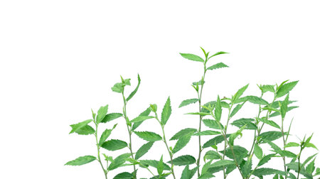 Cut out image of a weed plant with carefully crafted clipping paths, positioned on a crisp white background, emphasizing the intricate details of the plant for flawless use in design work.の写真素材