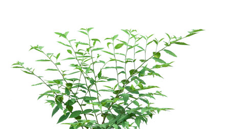Cut out image of a weed plant with carefully crafted clipping paths, positioned on a crisp white background, emphasizing the intricate details of the plant for flawless use in design work.の写真素材