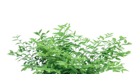 Cut out image of a weed plant with carefully crafted clipping paths, positioned on a crisp white background, emphasizing the intricate details of the plant for flawless use in design work.の写真素材