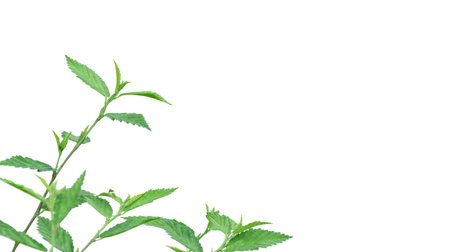 Cut out image of a weed plant with carefully crafted clipping paths, positioned on a crisp white background, emphasizing the intricate details of the plant for flawless use in design work.の写真素材