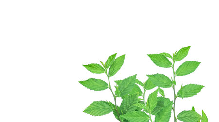 Cut out image of a weed plant with carefully crafted clipping paths, positioned on a crisp white background, emphasizing the intricate details of the plant for flawless use in design work.の写真素材