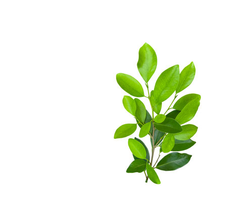 A cut-out of a tree top on a white background with clipping paths. The detailed structure and lush foliage are highlighted, emphasizing the tree's natural beauty and form.の写真素材