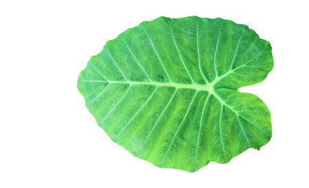 Cut out Colocasia gigantea or green taro leaf with precise clipping paths on white background, capturing the intricate texture and shape of the leaf for seamless use in various designs.の写真素材