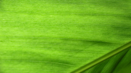 A close-up photograph of a green leaf with its veins clearly visible. The detailed texture and vibrant green color of the leaf are highlighted, showcasing the patterns beauty of the natureの写真素材