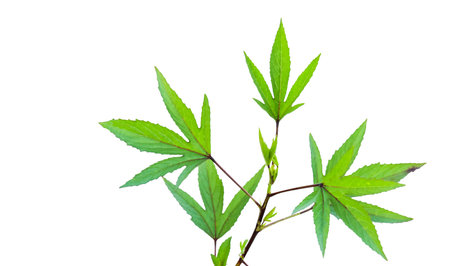 Cut out image of a Roselle leaf with defined clipping paths, placed on a crisp white background, emphasizing the distinct edges and veins for seamless use in creative projects.の写真素材