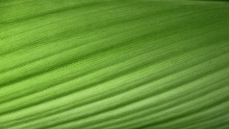 A close-up photograph of a green leaf with its veins clearly visible. The detailed texture and vibrant green color of the leaf are highlighted, showcasing the patterns beauty of the natureの写真素材