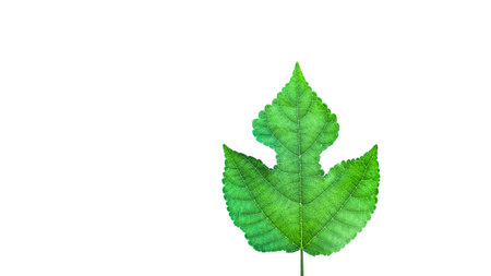 Cut out image of paper mulberry leaf image with detailed clipping paths, positioned on a clean white background, capturing the leaf's intricate structure for perfect integration into various designs.の写真素材