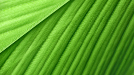 A close-up photograph of a green leaf with its veins clearly visible. The detailed texture and vibrant green color of the leaf are highlighted, showcasing the patterns beauty of the natureの写真素材