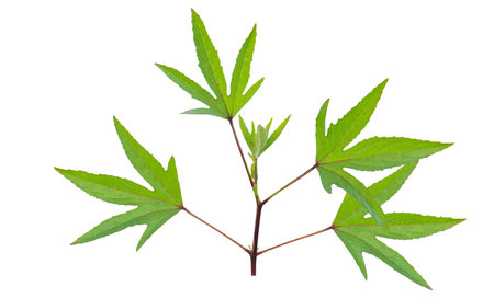 Cut out image of a Roselle leaf with defined clipping paths, placed on a crisp white background, emphasizing the distinct edges and veins for seamless use in creative projects.の写真素材