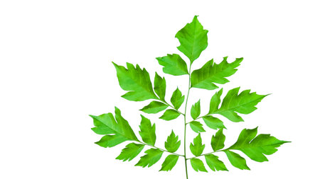 Cut out image of Indian cork or Millingtonia hortensis leaves with clipping paths, set against a white background, highlighting the unique shape and texture for versatile design applications.の写真素材