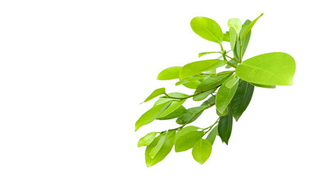 A cut out of Ficus benjamina leaves with clipping paths on a white background. The detailed structure and lush foliage are highlighted, emphasizing the tree's natural beauty and form.の写真素材