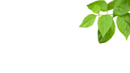 A precisely clipped Bougainvillea glabra leaf image with accurate clipping paths, set against a white background, capturing the leaf's vibrant texture and shape for seamless use in various design projects.の写真素材